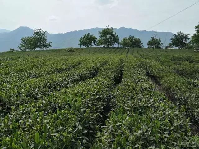 三年决战奔小康|文县碧口:“诚信茶大叔”的互联网助贫梦