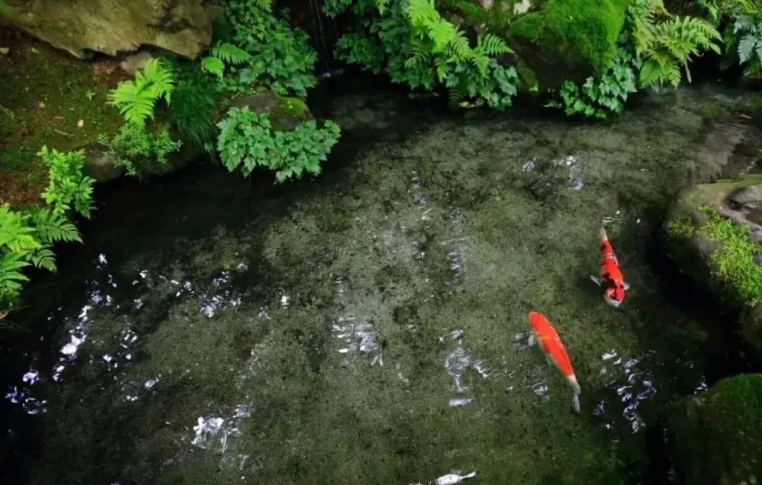 那些年背过的文言文,那些年倒背如流的25篇经典古文