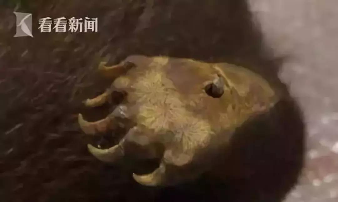 代购究竟有多暴利,代购骗局揭秘朋友圈