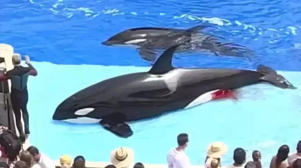 朋友圈里卖低价服装的真相,揭露各种海外代购真相