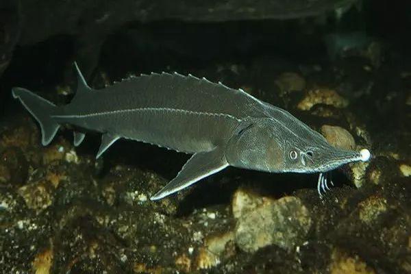 代购骗局揭秘朋友圈,代购背后的骗局