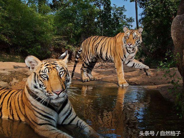藏獒与蜜獾谁强谁弱,藏獒狮子老虎哪个最强