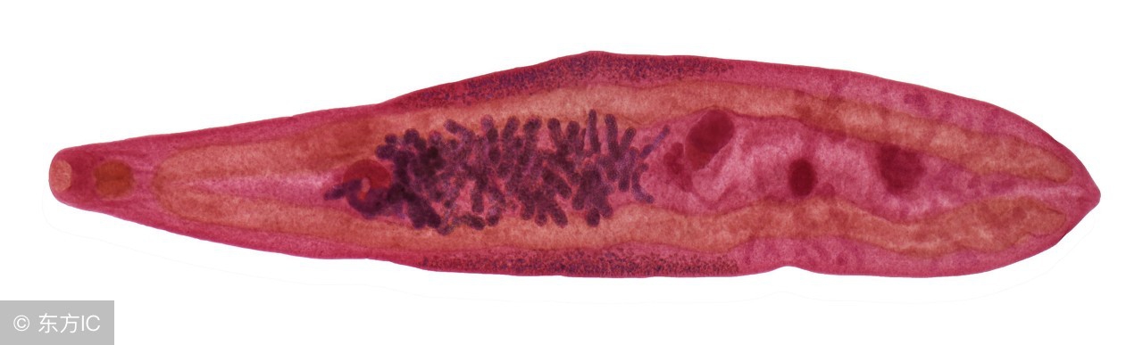 吃生鱼片如何避免寄生虫,生鱼片里面的寄生虫能煮死吗