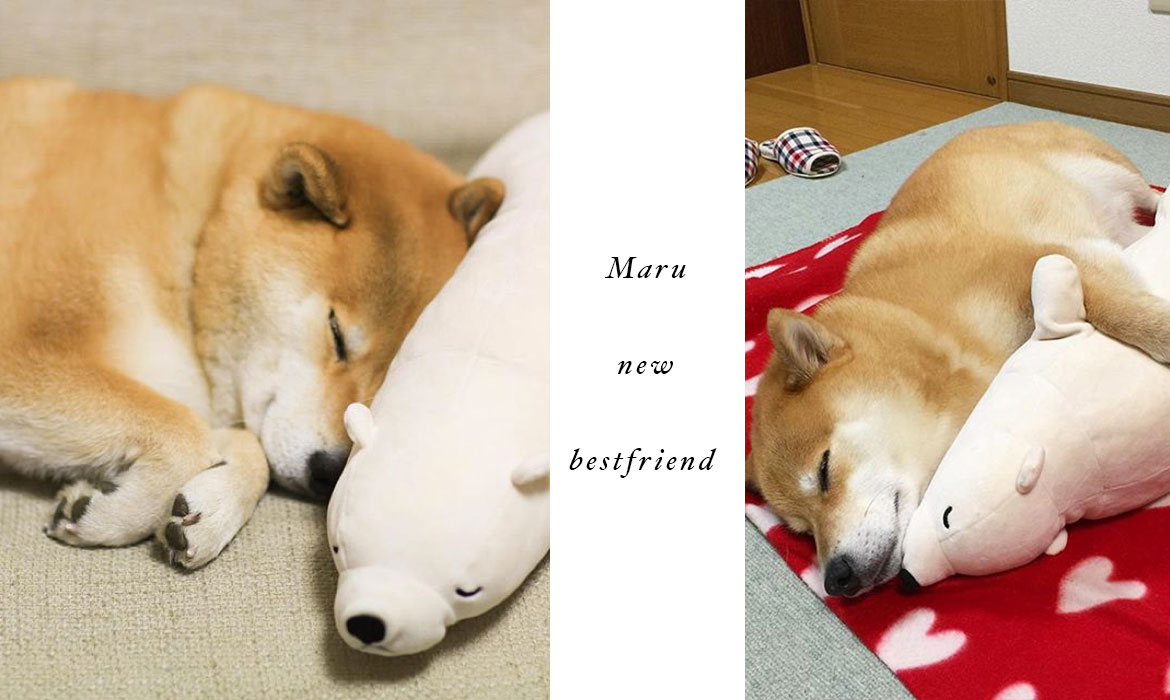 柴犬与好朋友玩偶熊的可爱故事