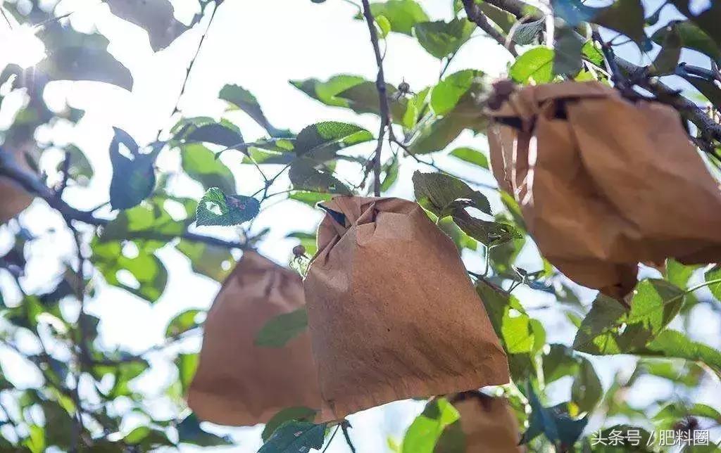 苹果套袋和桃套袋袋子有区别吗,套袋苹果和抽真空哪个好