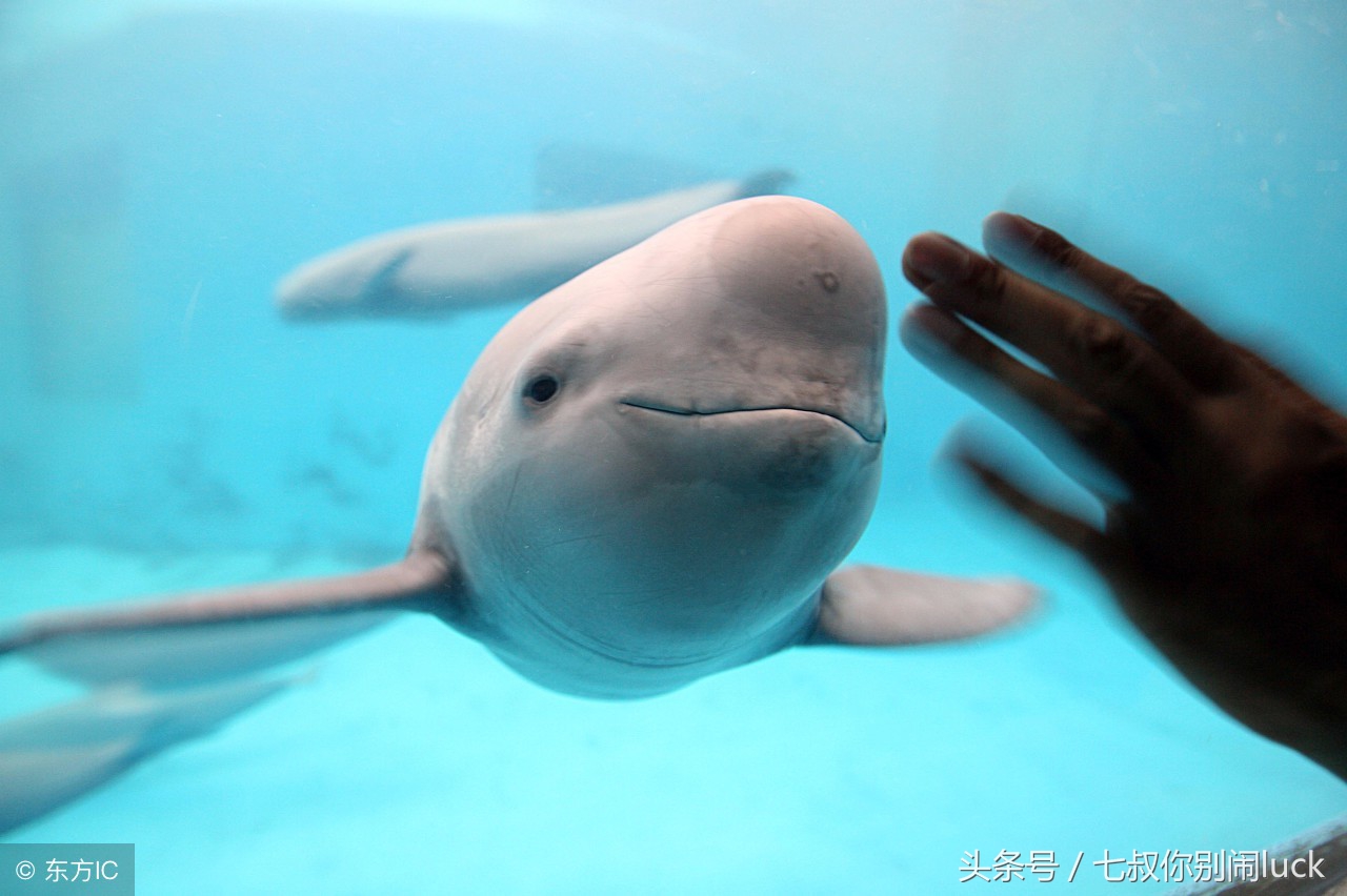 最可怕的代购骗局,朋友圈代购什么行为