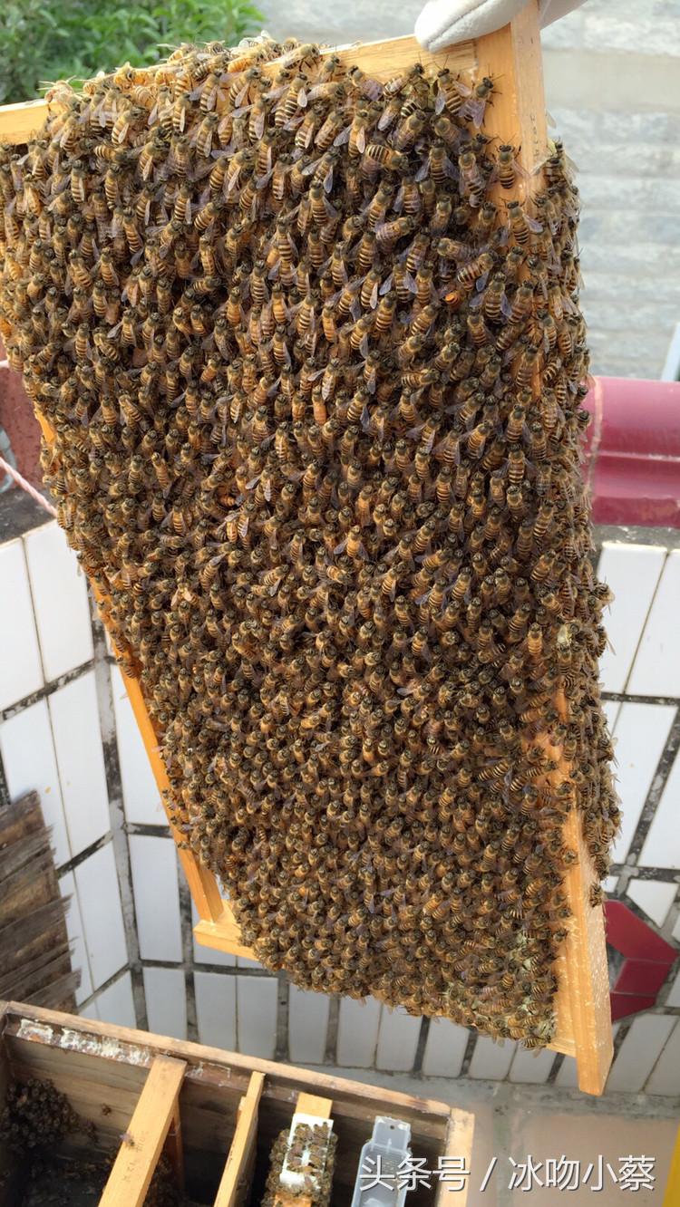 养蜜蜂的技巧和注意事项,养蜜蜂的十大技巧