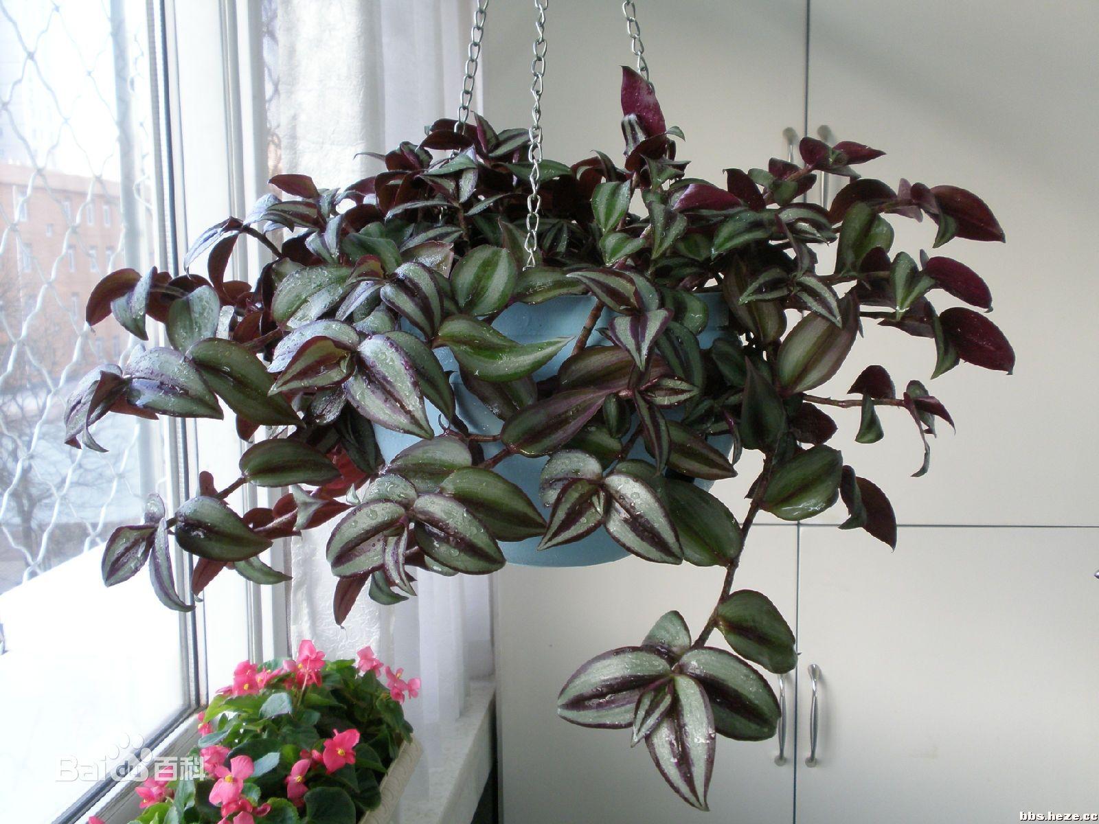 养花盆底垫点东西，排水透气还能够为花草提供充足营养！