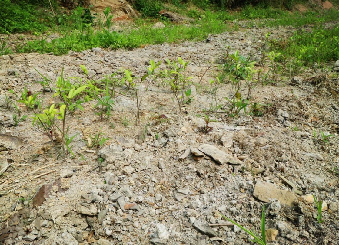 清溪葛麻村：荒山变茶山村民变股民