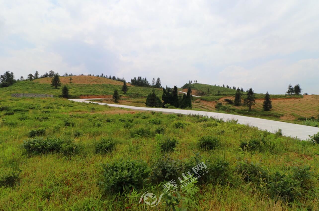 清溪葛麻村：荒山变茶山村民变股民