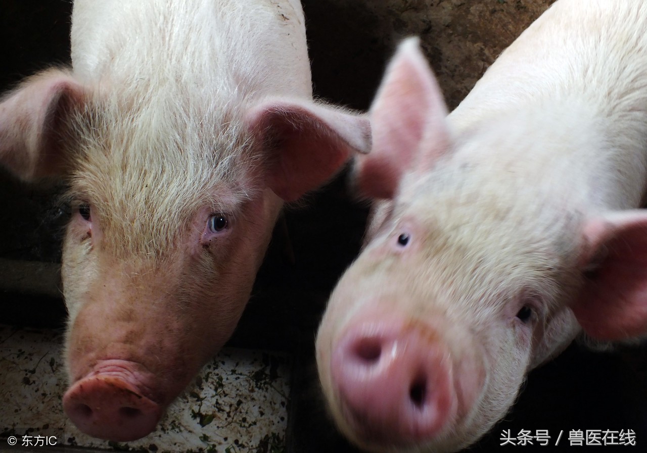 拨开迷雾看本质下一句是什么,拨开迷雾看迷雾