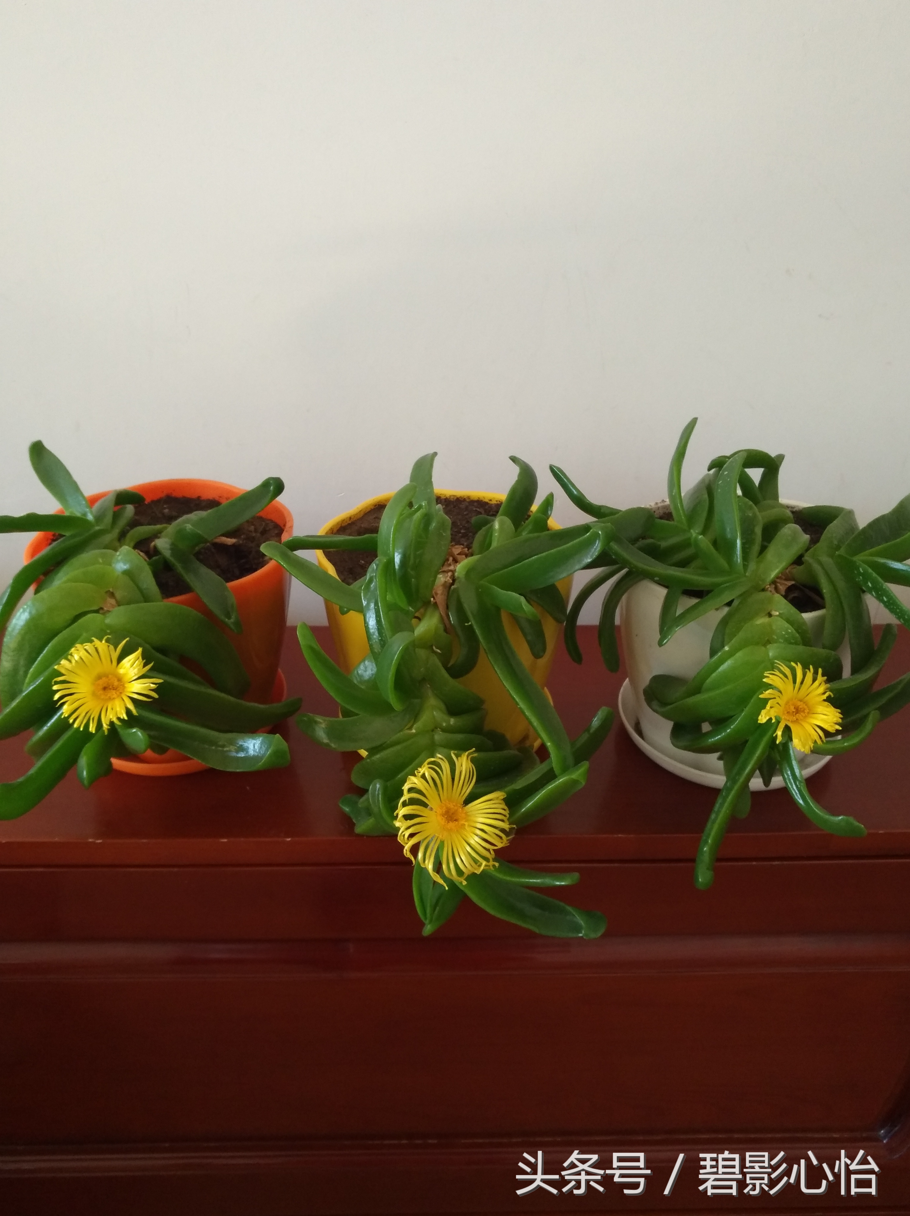 花痴絮花语，赏花好心情