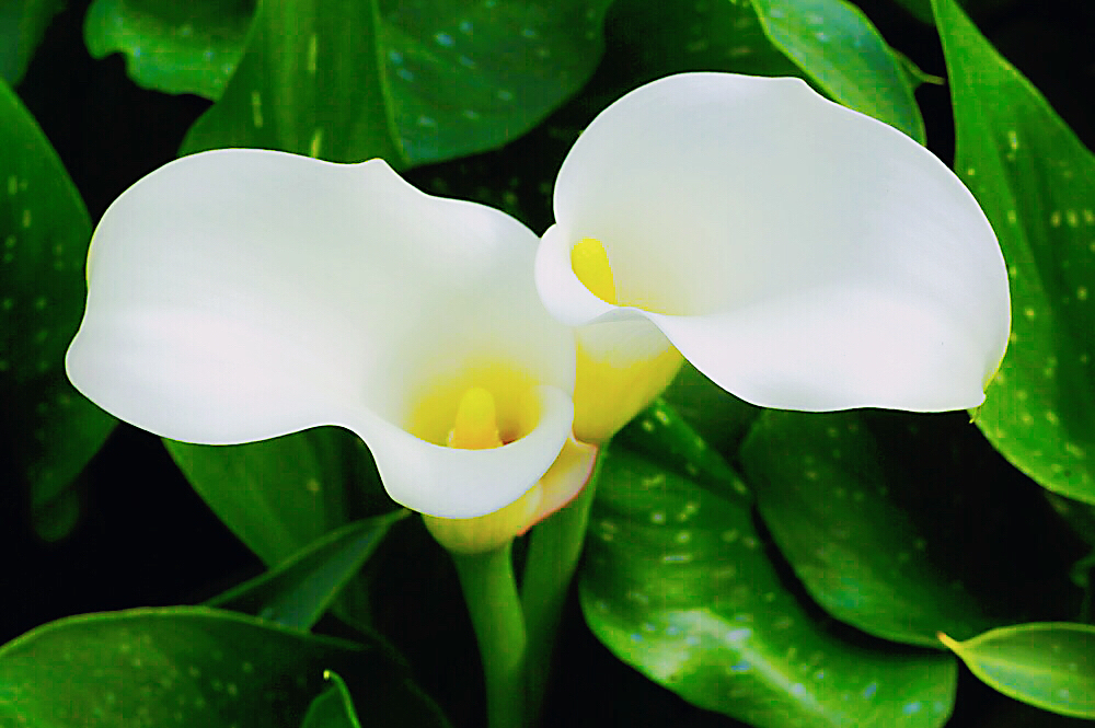 马蹄莲黄色和橙色哪个好看,马蹄莲的花语及养护方法