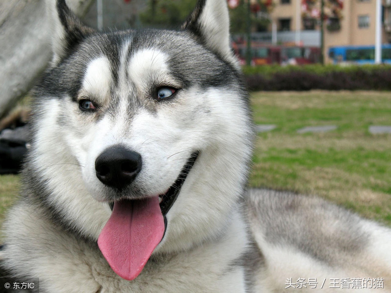 哈士奇和萨摩耶的混血多少钱,萨摩耶和哈士奇哪个拆家厉害