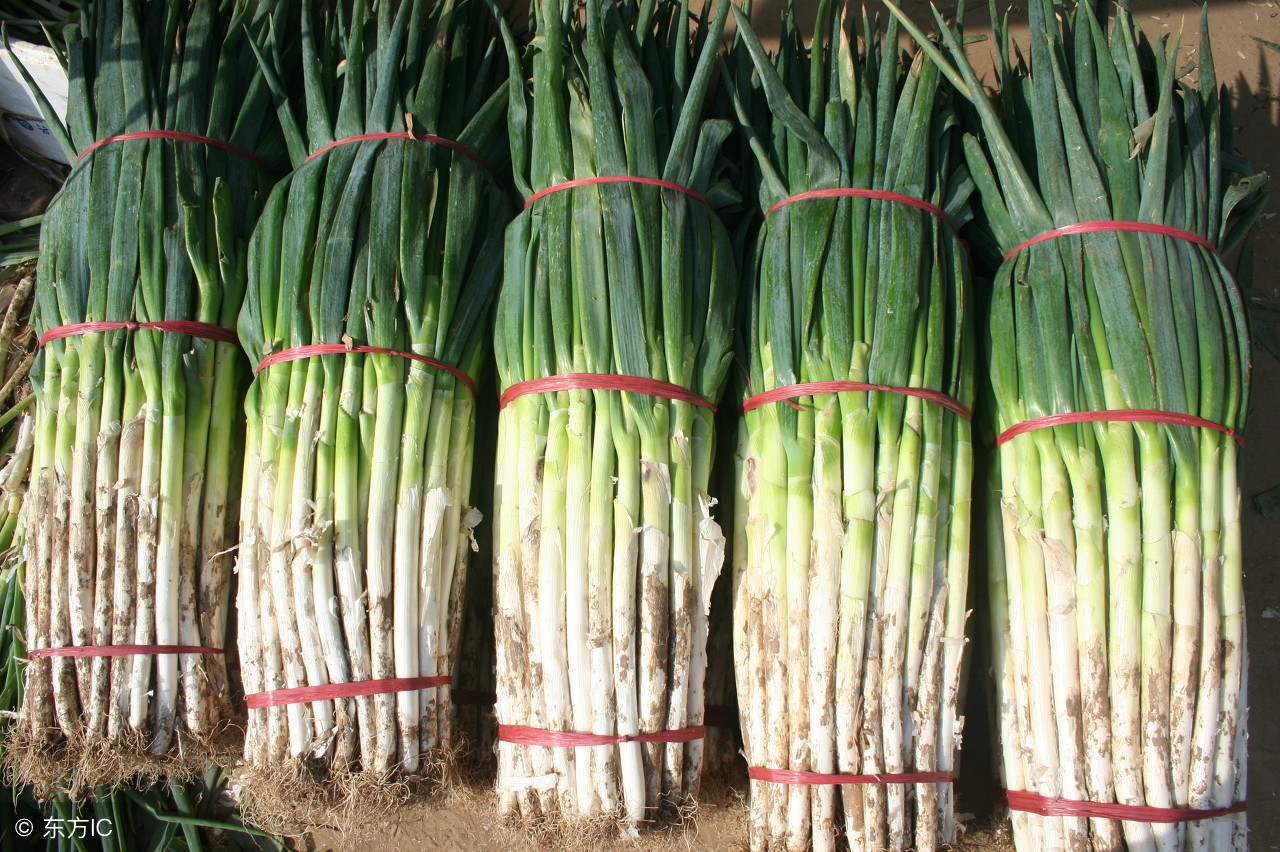 大葱有病虫害用什么药,大葱也可以用米醋来防治病虫害吗