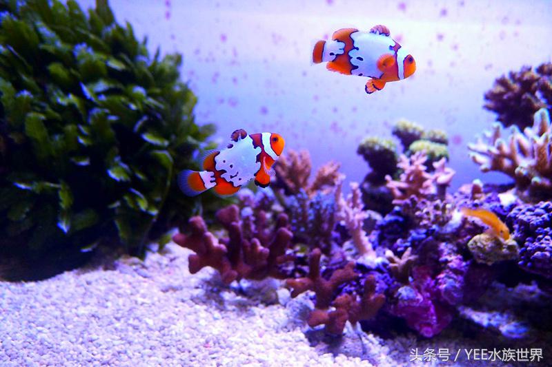 养海水鱼原生海水缸,从养鱼小白到资深鱼友