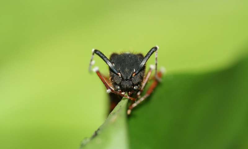 蚂蚁被僵尸真菌感染的全过程,僵尸蚂蚁是被什么真菌寄生的