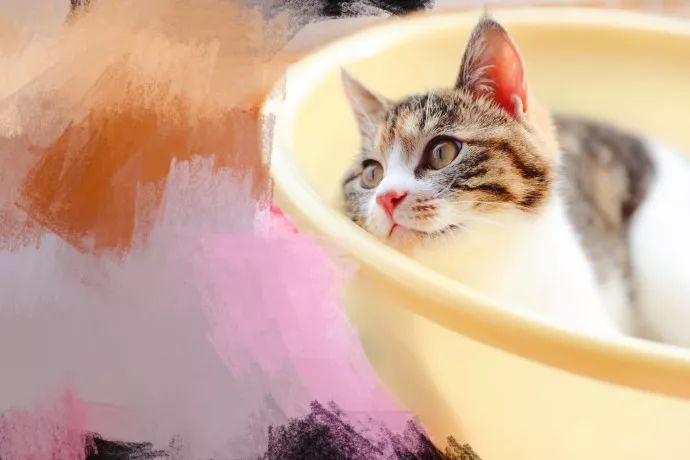 超级推荐的猫,推荐猫最爱吃的东西还很便宜