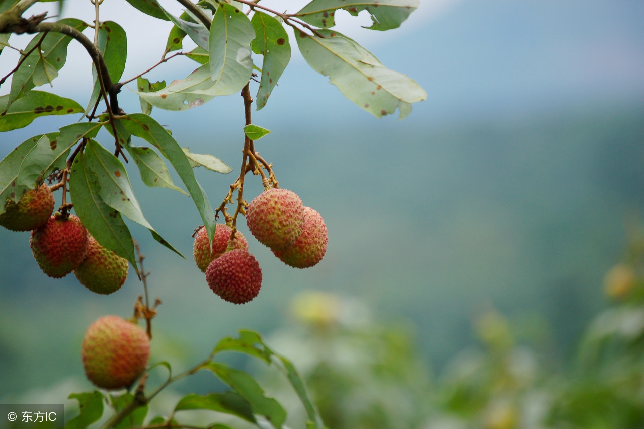 荔枝开摘了！粤西最全荔枝园农家乐情报分享广东吃货约起！