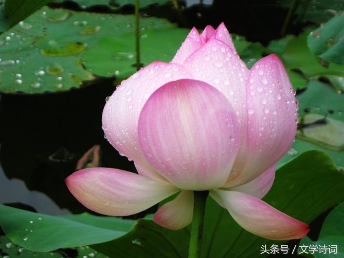 荷花莲花的唯美诗句,十首莲花诗词醉美这个夏天