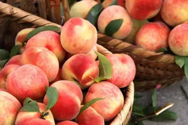 成都摘桃子地方推荐,桃子熟了去摘桃