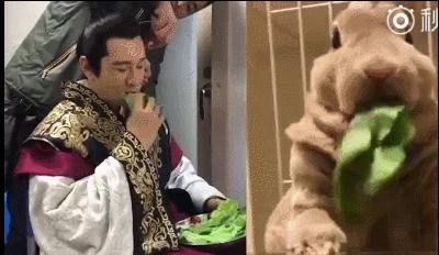 明星不好当的视频,明星不好当的表现