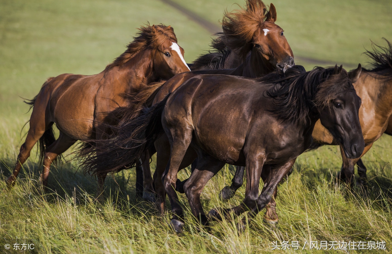 蒙古马和套马图片,蒙古套马绳子教学