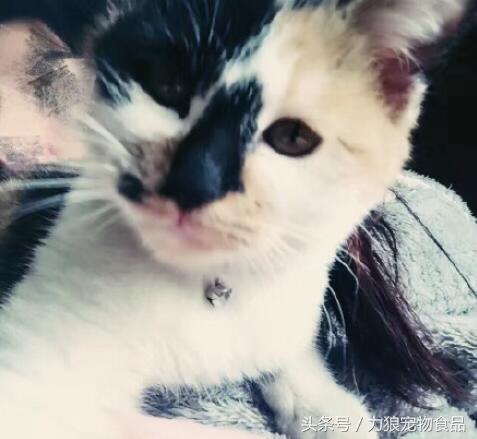 最强宠物中的宠物排名前十,史上最真实的宠物