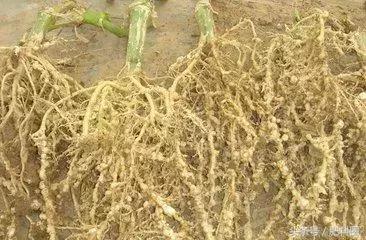 西瓜病虫害用药,南瓜嫁接西瓜的病虫害怎么防治