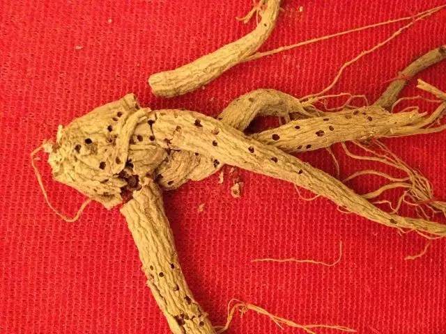 中药学考试重点药材速记,中药贮藏考点整理