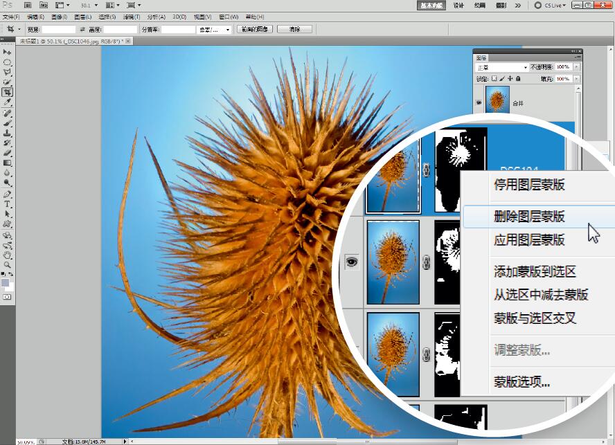 微距摄影后期合成,微距照片景深合成
