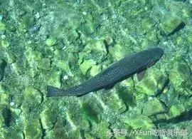 真假三文鱼完整版,怎么判断三文鱼是不是假的