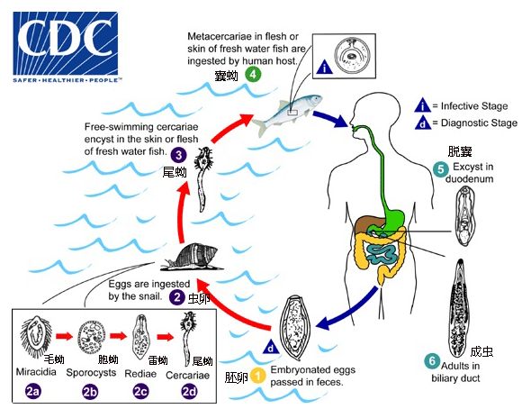 虹鳟鱼冒充三文鱼图片,虹鳟鱼冒充三文鱼处罚案例