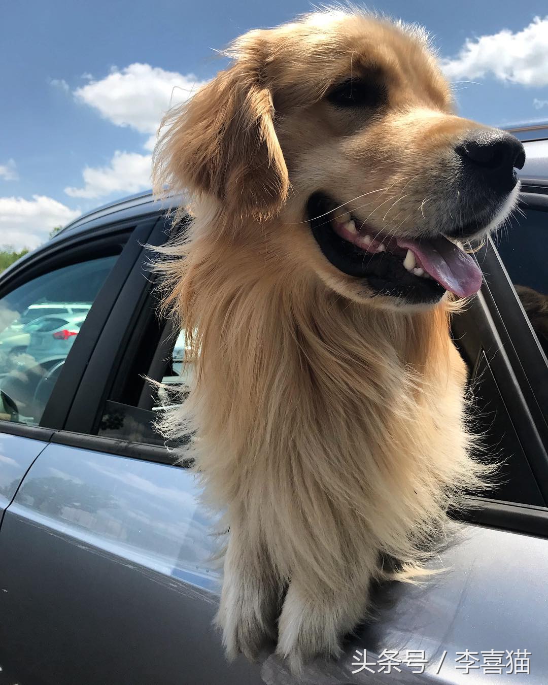 金毛幼犬是不是都很调皮,金毛狗狗太有灵气了