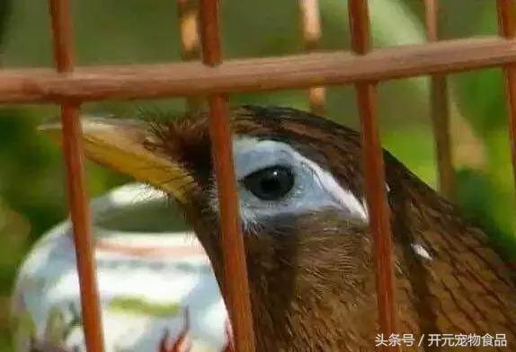 极品画眉鸟头型显示大图,极品画眉斗鸟选择