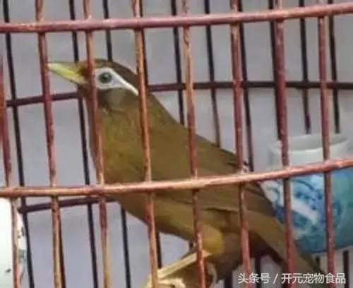 极品画眉鸟头型显示大图,极品画眉斗鸟选择