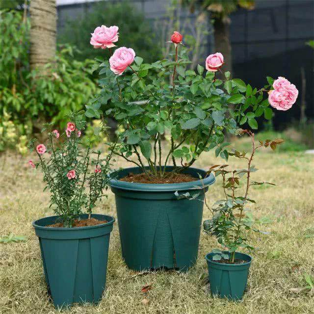 养花用什么花盆才合适,养花最好用什么花盆