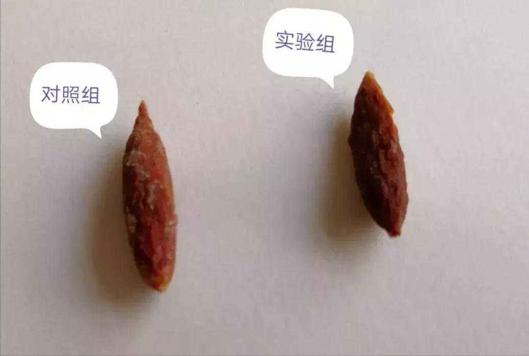 误吞枣核医生自救,医生误吞枣核成功自救