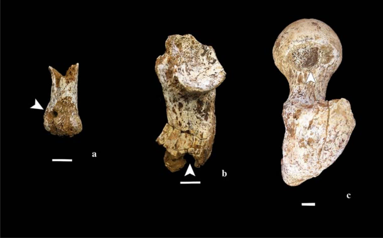 耶稣究竟怎么死的?考古终于发现被钉钉子的人类遗骸