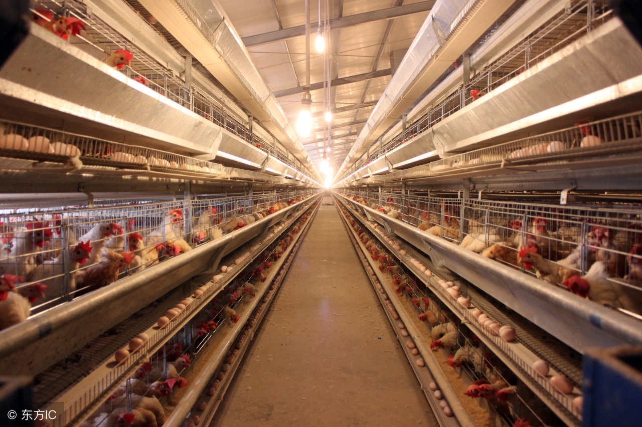 还在为家禽呼吸道病犯难吗？来看他是怎么防治的！