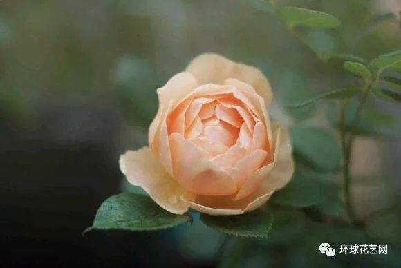 十大最稀有的玫瑰花品种图片,稀有玫瑰花品种大全图片