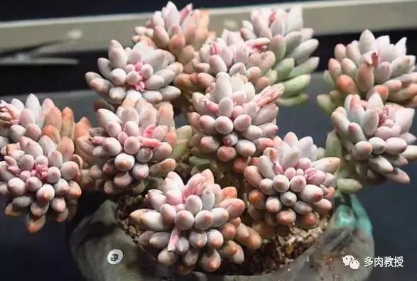 皮实好养的5款多肉,推荐几款多肉好看又好养的