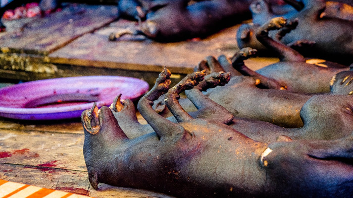 美娜多潜水圣地,印尼美娜多海豚潜水