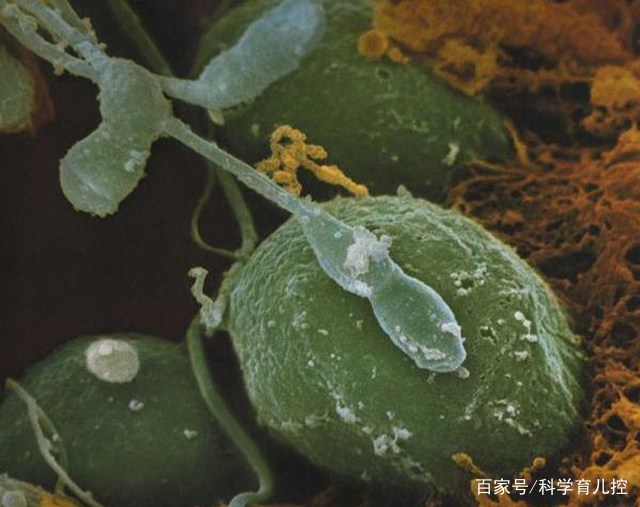 精子经过的四个过程,精子产生与吸收过程