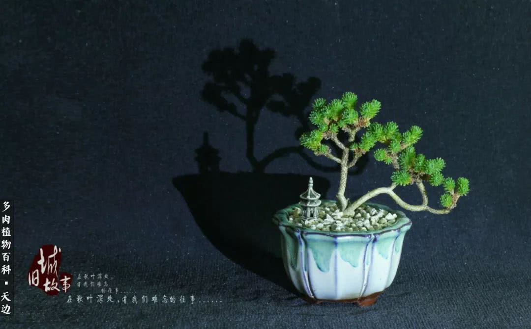 球松——不一样的美！诗一样的完美意境！