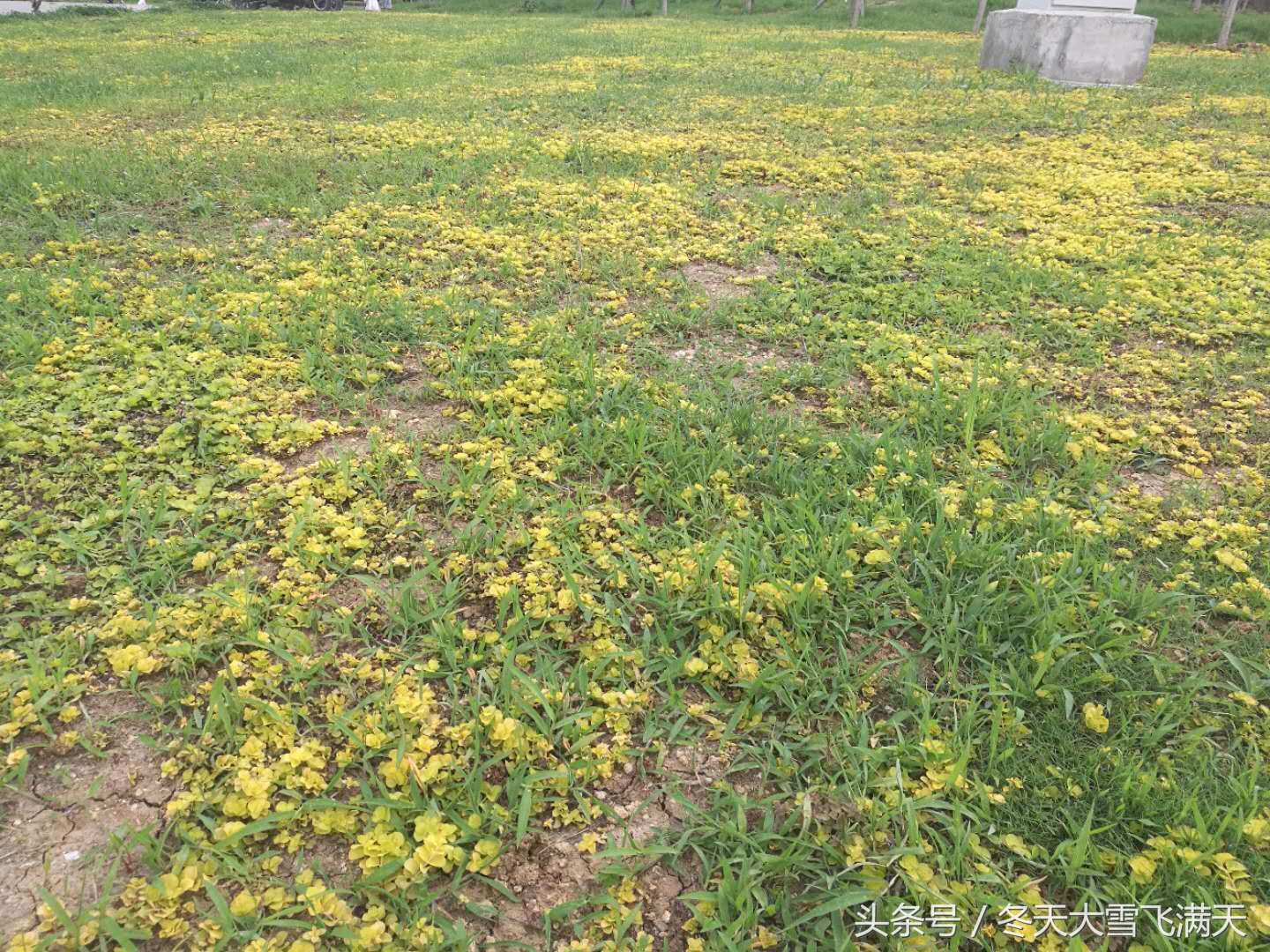 南阳市自然风景好的地方,南阳森林氧吧旅游