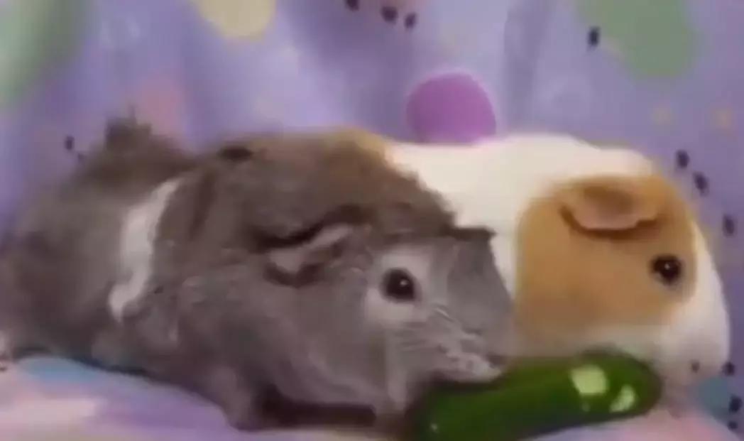 荷兰猪能不能大量吃黄瓜,荷兰猪可以只吃黄瓜胡萝卜白菜吗