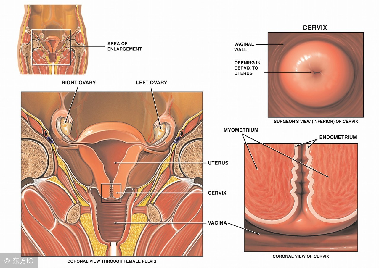 宫颈炎应该怎么合理治疗,宫颈炎都有哪些症状该怎么办