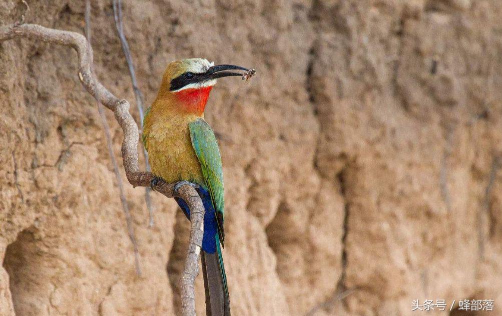 小蜜蜂天敌大蜜蜂,蜜蜂的天敌食蜂蛾