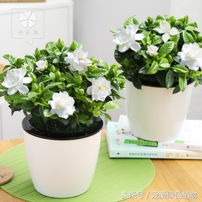 栀子花有花苞不开花浇啤酒,栀子花开花时黄叶怎么办